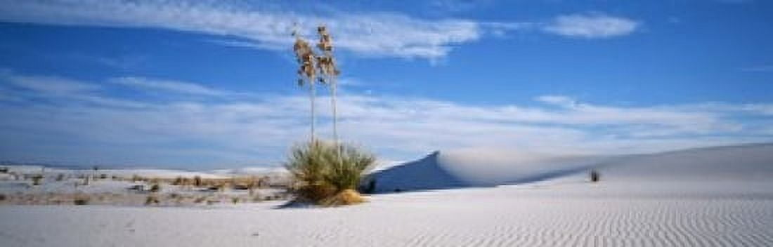 Plants in a desert White Sands National Monument New Mexico USA Canvas Art - Panoramic Images (18 x 6)