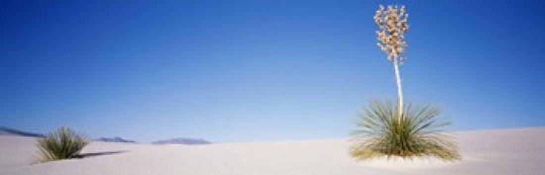 Plants in a desert White Sands National Monument New Mexico USA Canvas Art - Panoramic Images (18 x 6)