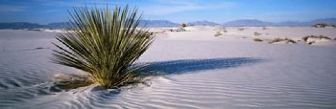 Plants in a desert White Sands National Monument New Mexico USA Canvas Art - Panoramic Images (18 x 6)