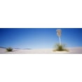 thumbnail image 1 of Plants in a desert, White Sands National Monument, New Mexico, USA Poster Print (18 x 6), 1 of 1