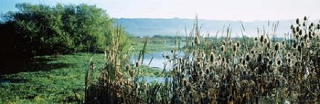 Plants in a marsh Arcata Marsh Arcata Humboldt County California USA Canvas Art - Panoramic Images (18 x 6)