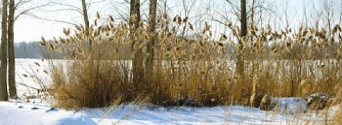 Plants in a snow covered field Saint-Blaise-sur-Richelieu Quebec Canada Canvas Art - Panoramic Images (36 x 13)