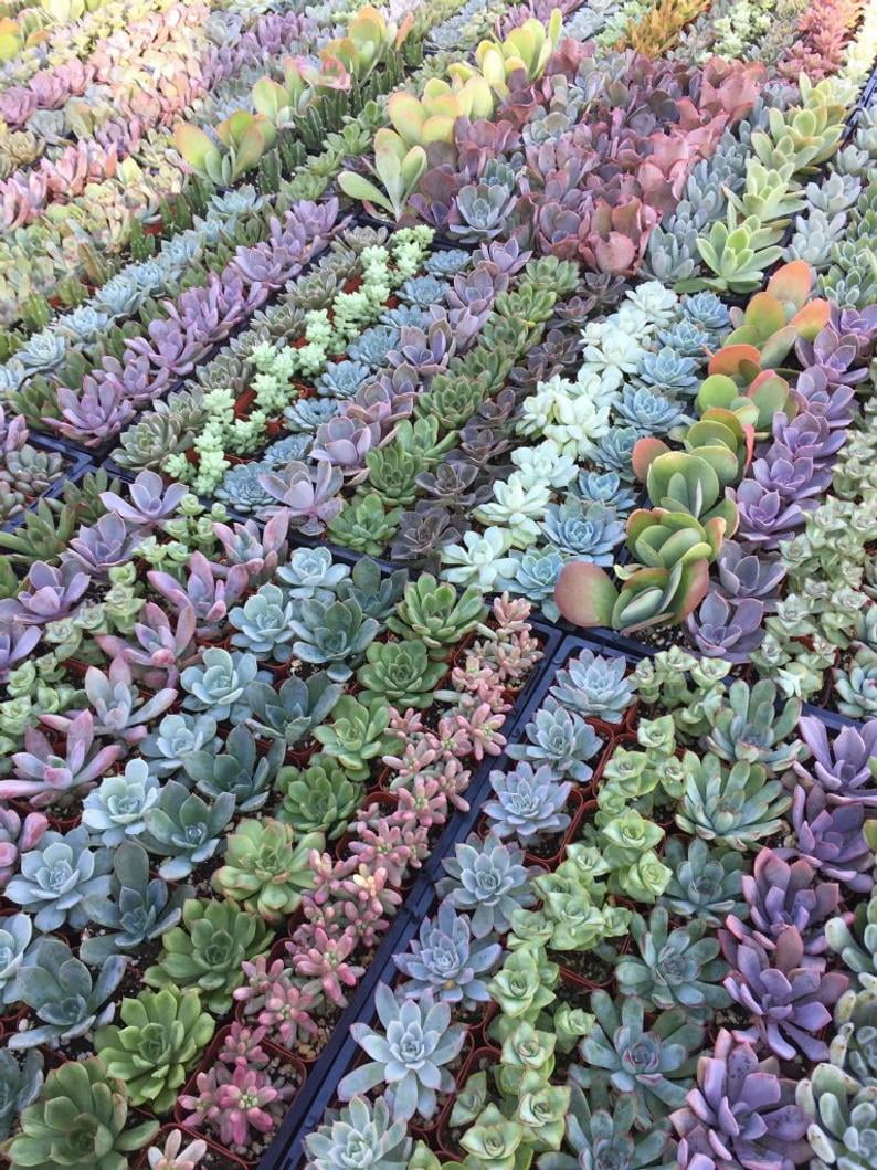 Plants of Joy Assorted Succulents Live Plants in 2" in Pots 36 Pack, Perfect for Events