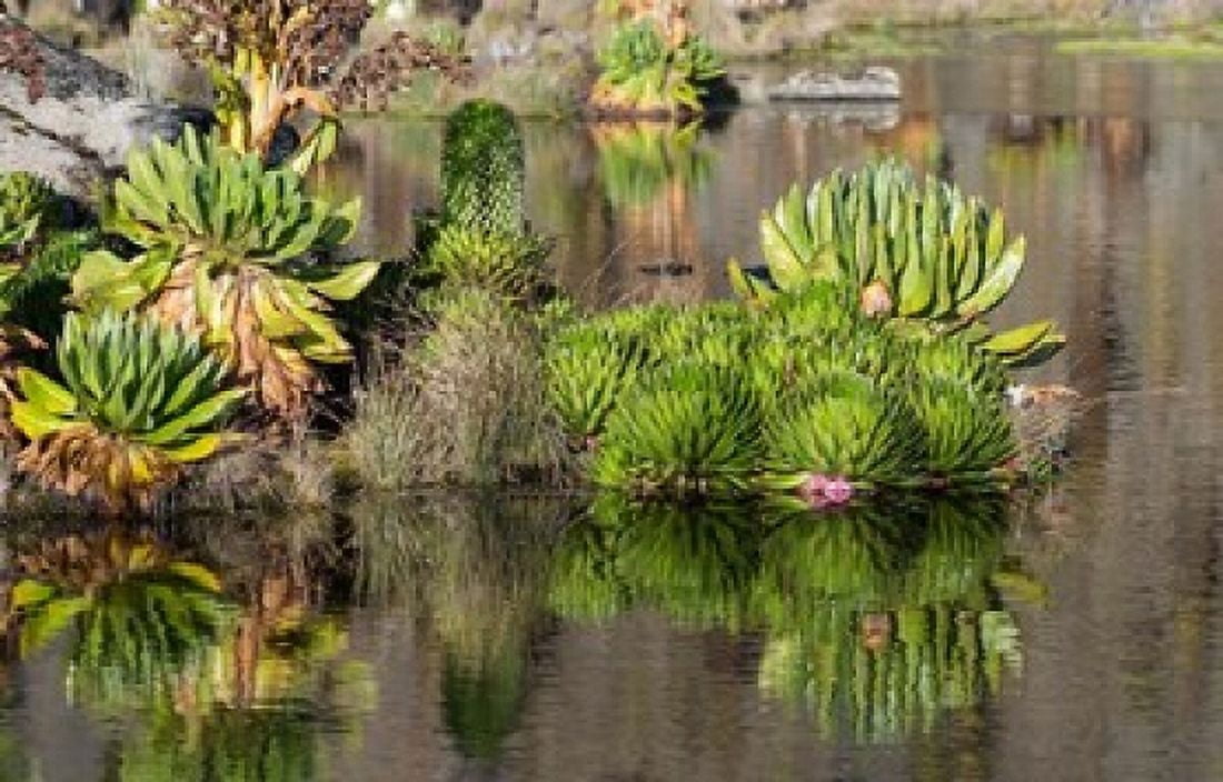 Plants of the waters edge Mount Kenya National Park Kenya Canvas Art - Martin Zwick DanitaDelimont (40 x 25)