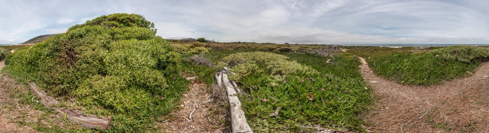 Plants on a hill Ventura Ventura County California USA Canvas Art - Panoramic Images (36 x 12)