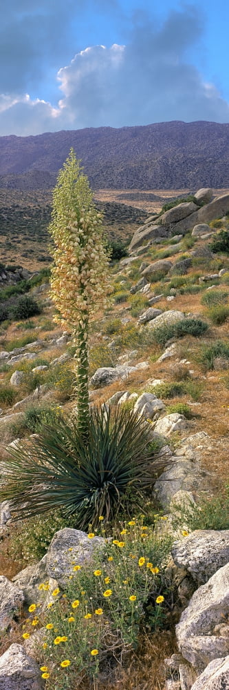 Plants on a landscape Anza Borrego Desert State Park Borrego Springs California USA Canvas Art - Panoramic Images (27 x 9)