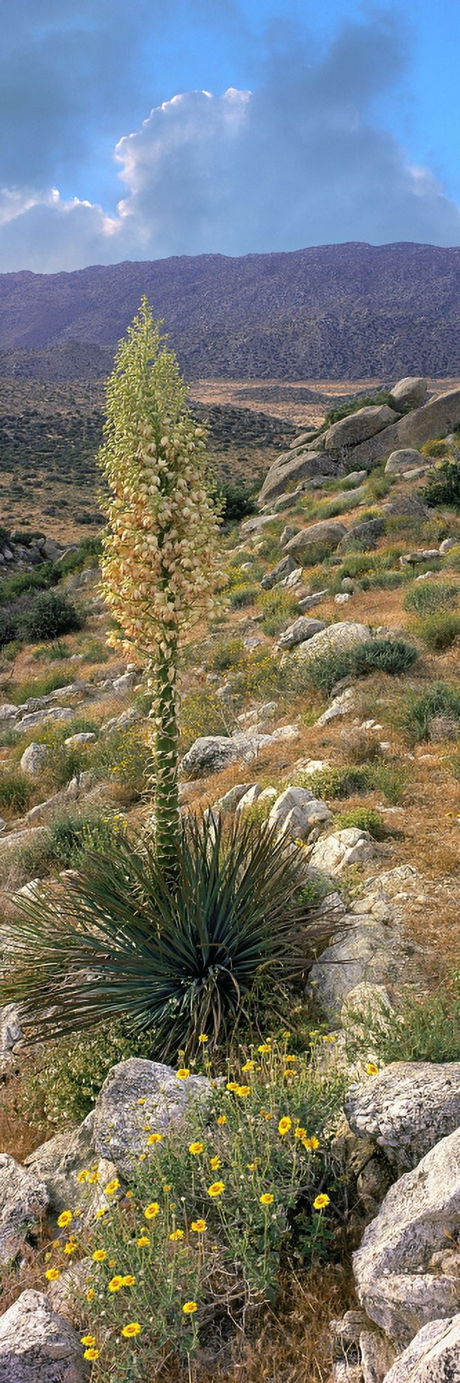 Plants on a landscape Anza Borrego Desert State Park Borrego Springs California USA Canvas Art - Panoramic Images (36 x 12)