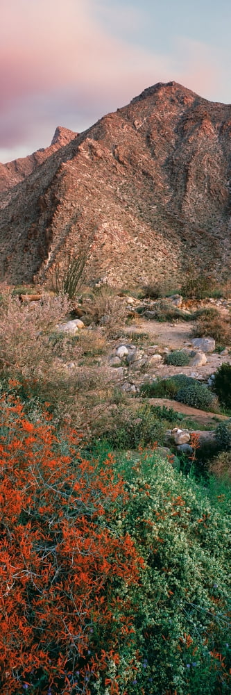 Plants on a landscape Anza Borrego Desert State Park Borrego Springs California USA Canvas Art - Panoramic Images (36 x 12)