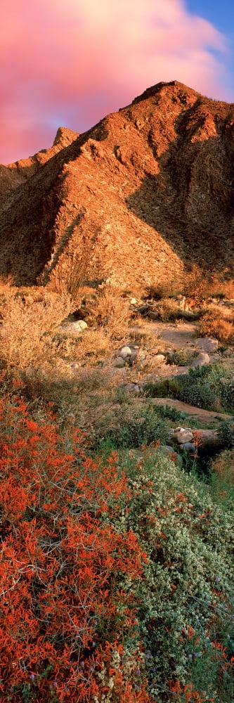 Plants on a landscape Anza Borrego Desert State Park Borrego Springs California USA Canvas Art - Panoramic Images (36 x 12)
