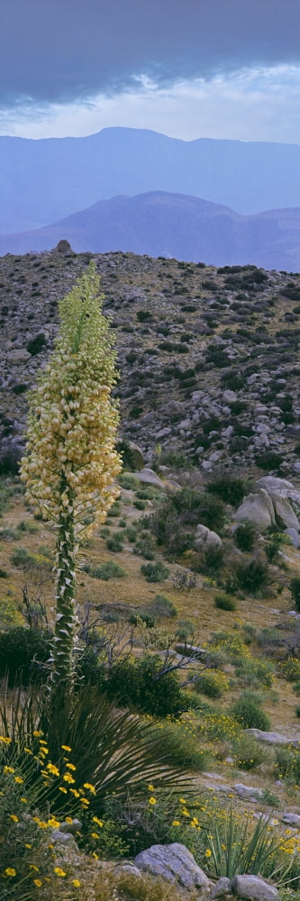Plants on a landscape Anza Borrego Desert State Park Borrego Springs California USA Canvas Art - Panoramic Images (36 x 12)