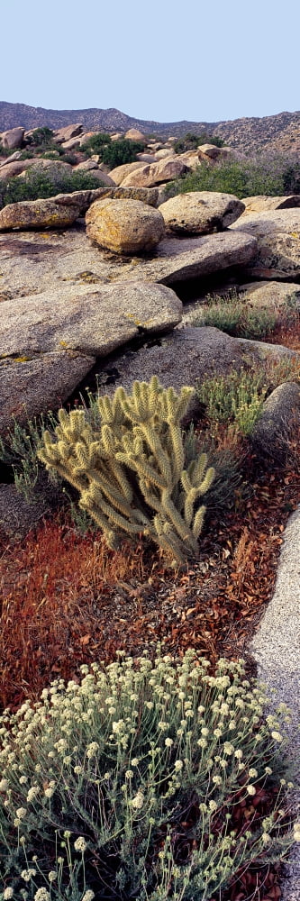 Plants on a landscape Anza Borrego Desert State Park Borrego Springs California USA Canvas Art - Panoramic Images (36 x 12)