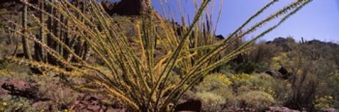 Plants on a landscape Organ Pipe Cactus National Monument Arizona USA Canvas Art - Panoramic Images (18 x 6)