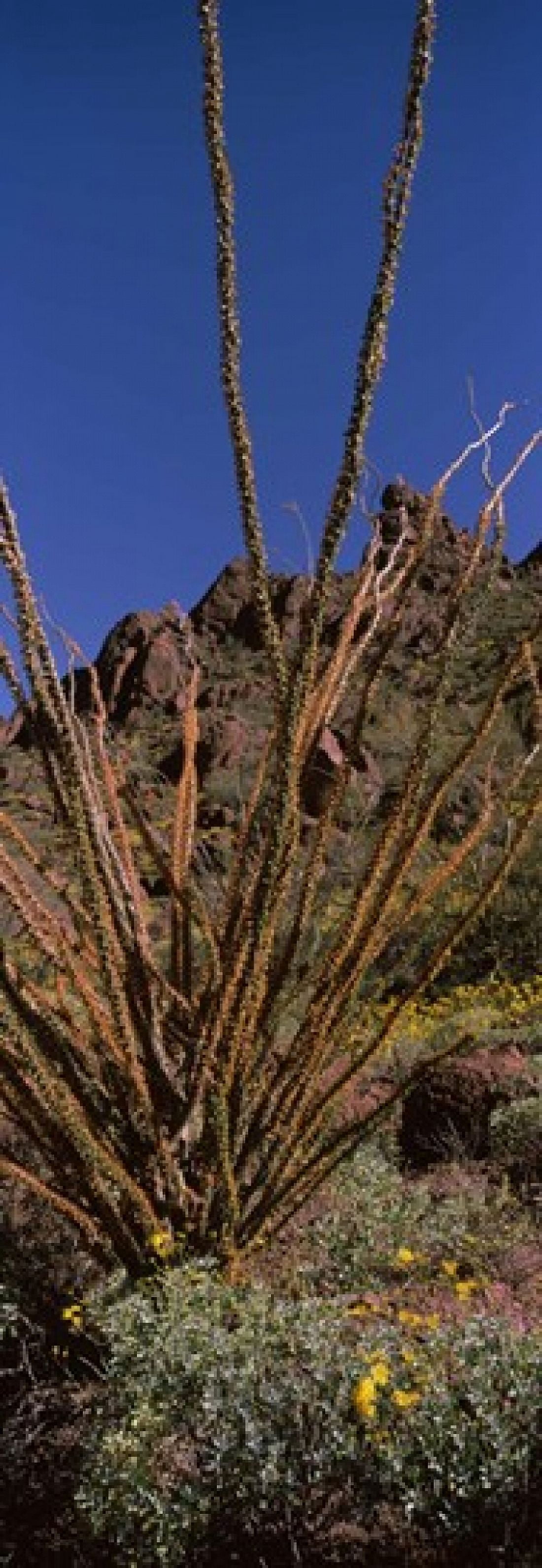 Plants on a landscape Organ Pipe Cactus National Monument Arizona USA Canvas Art - Panoramic Images (18 x 7)