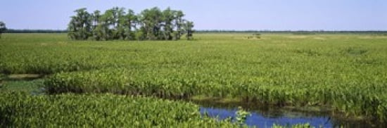 Plants on a wetland Jean Lafitte National Historical Park And Preserve New Orleans Louisiana USA Canvas Art - Panoramic Images (36 x 12)
