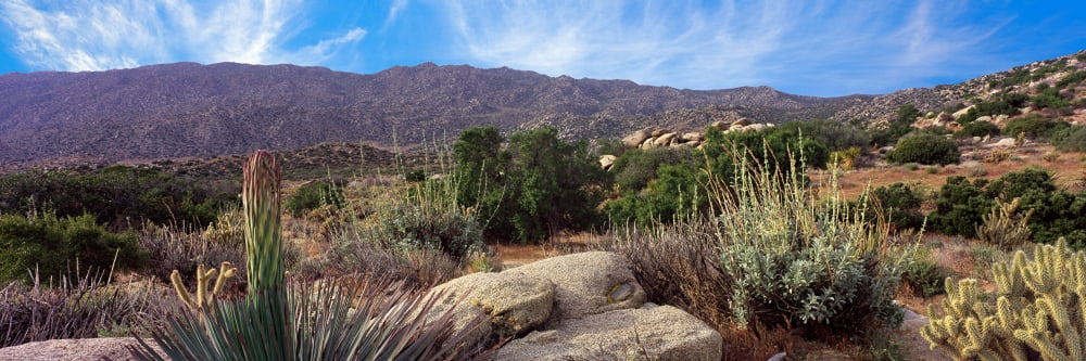 Plants on landscape Anza Borrego Desert State Park Borrego Springs California USA Canvas Art - Panoramic Images (36 x 12)