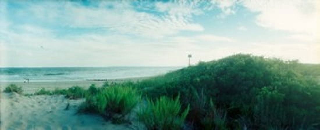Plants on the beach Fort Tilden Beach Fort Tilden Queens New York City New York State USA Canvas Art - Panoramic Images (15 x 6)