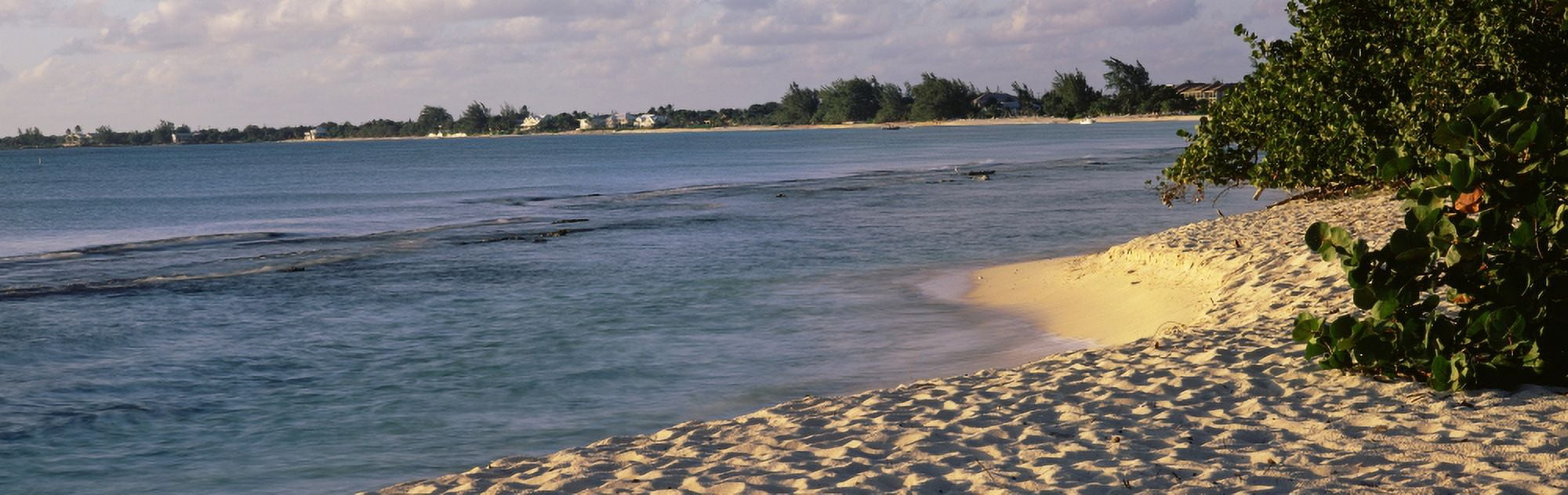 Plants on the beach Seven Mile Beach Grand Cayman Cayman Islands Canvas Art - Panoramic Images (27 x 9)
