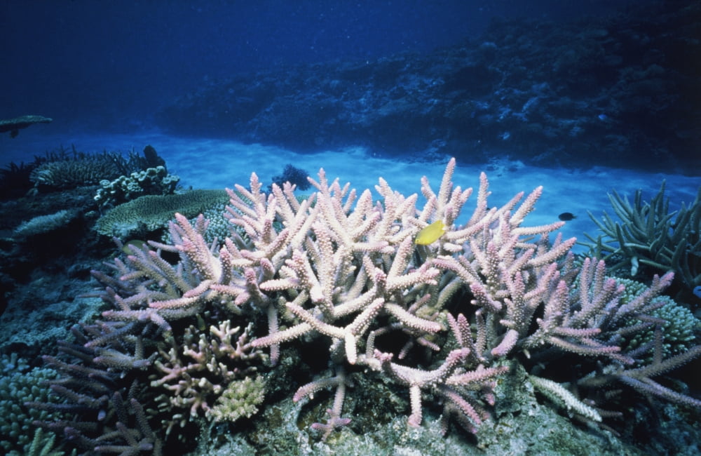 Plants undersea Okinawa Prefecture Japan Canvas Art - Panoramic Images (24 x 36)