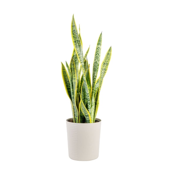 Plants with Benefits 10IN Sanseveria