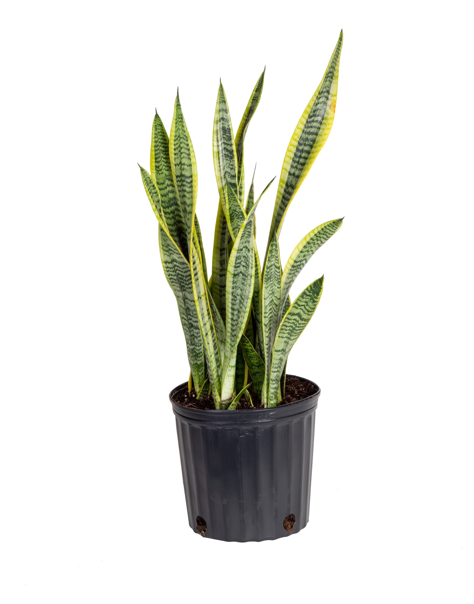 "Plants with Benefits 24"" Live Indoor Green Snake Plant in 10"" Grower's Pot