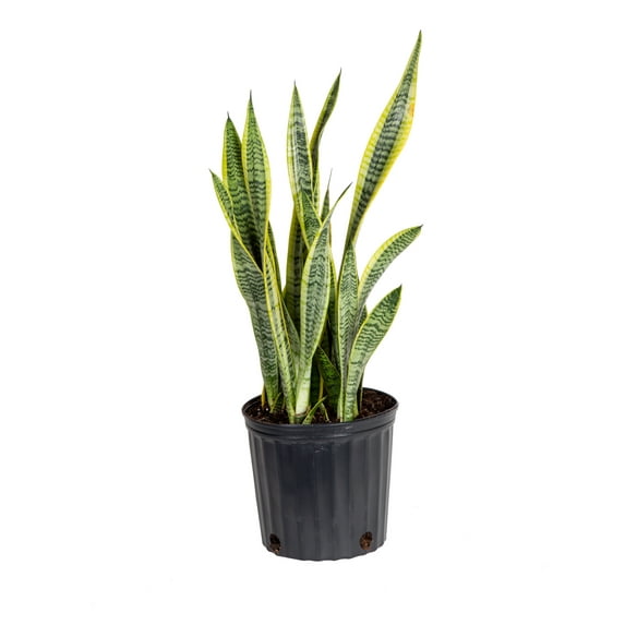 "Plants with Benefits 24"" Live Indoor Green Snake Plant in 10"" Grower's Pot