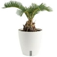 thumbnail image 1 of Plants with Benefits Live 15in. Tall Green Sago Palm Plant; 6in. Ceramic Pot, 1 of 5