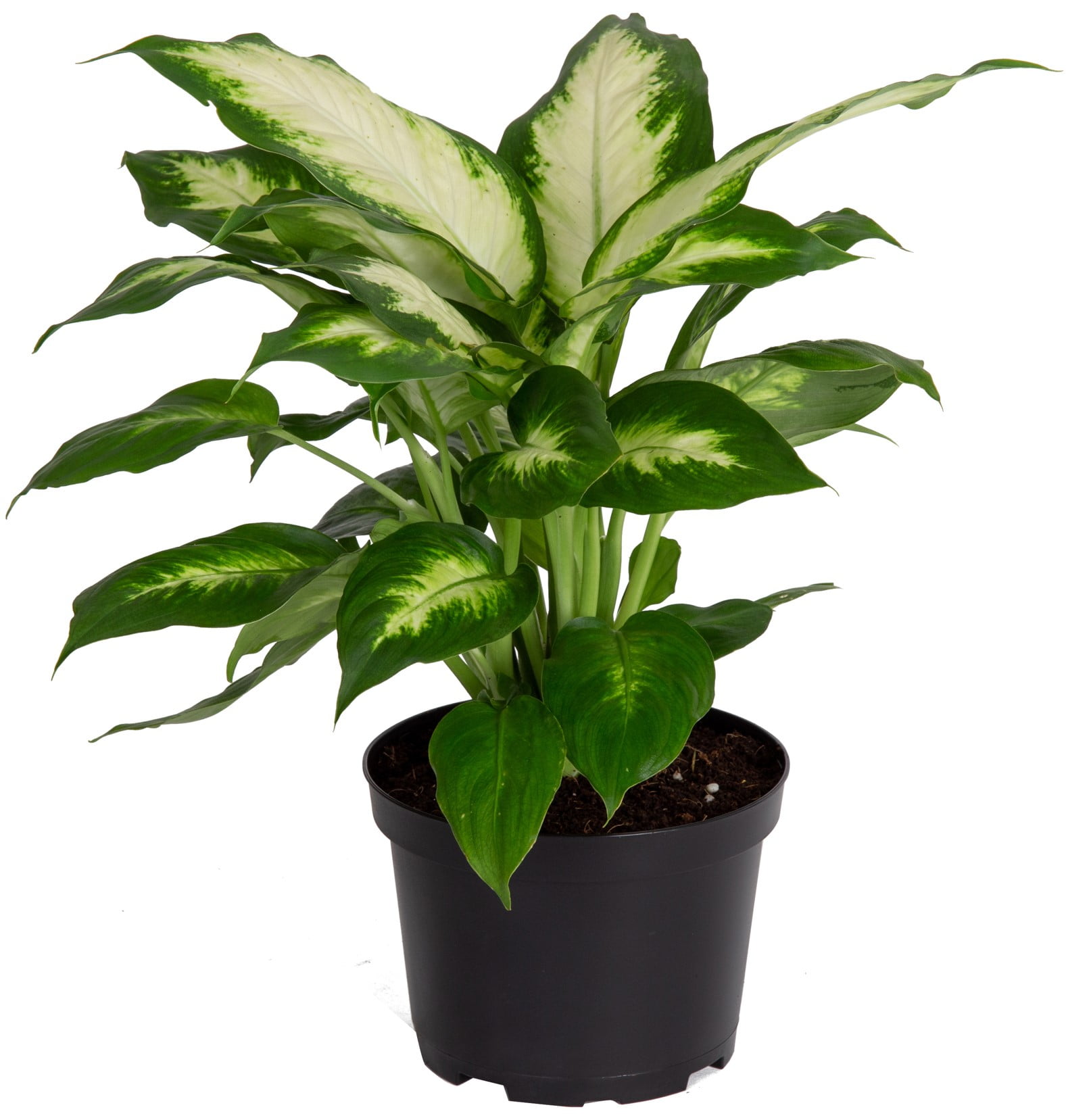 Dieffenbachia Compacta Grande plante d'intérieur dépolluante – La Green  Touch