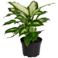 thumbnail image 1 of Plants with Benefits Live 17in. Tall Green Dieffenbachia Plant in 6in. Dcor Pot, 1 of 5