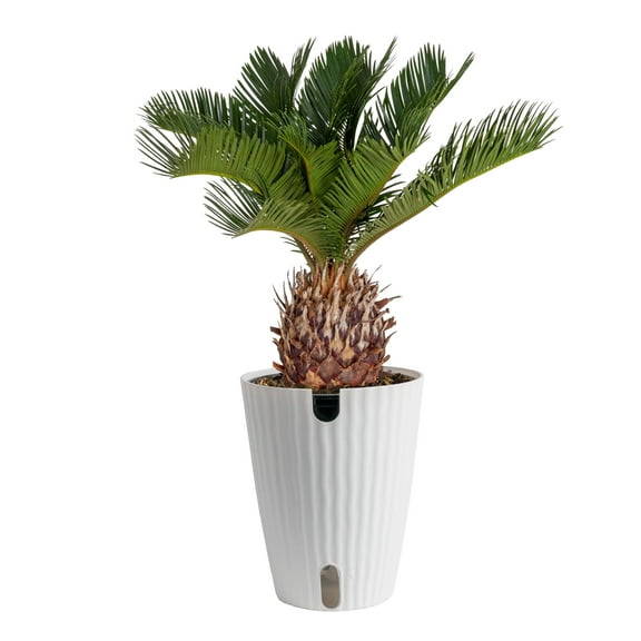 Plants with Benefits by Costa Farms 12" Sago Palm House Plant in 6" Self-Watering Pot