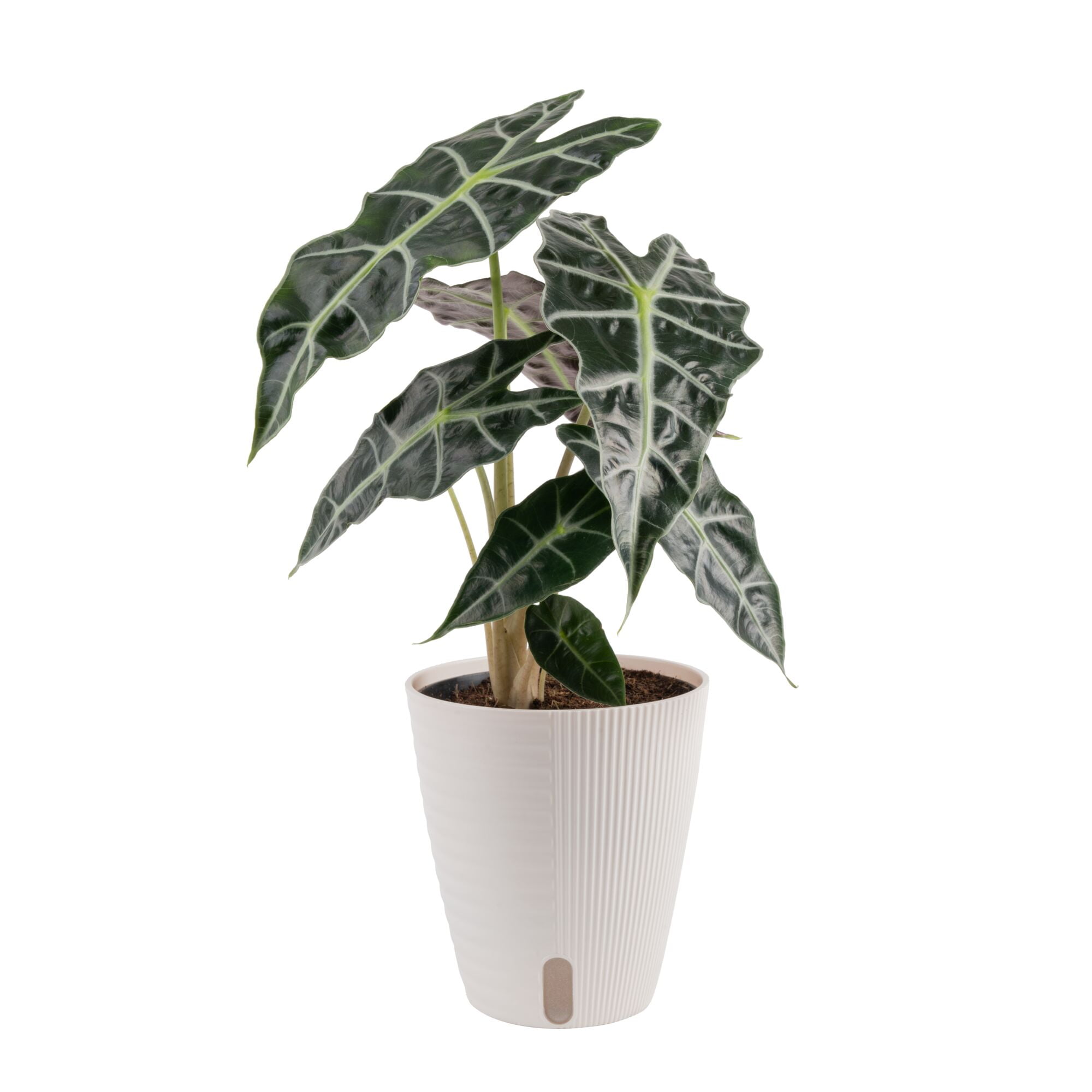 Plants with Benefits by Costa Farms 12" Premium Assorted Foliage House Plant in 6" Self-Watering Pot