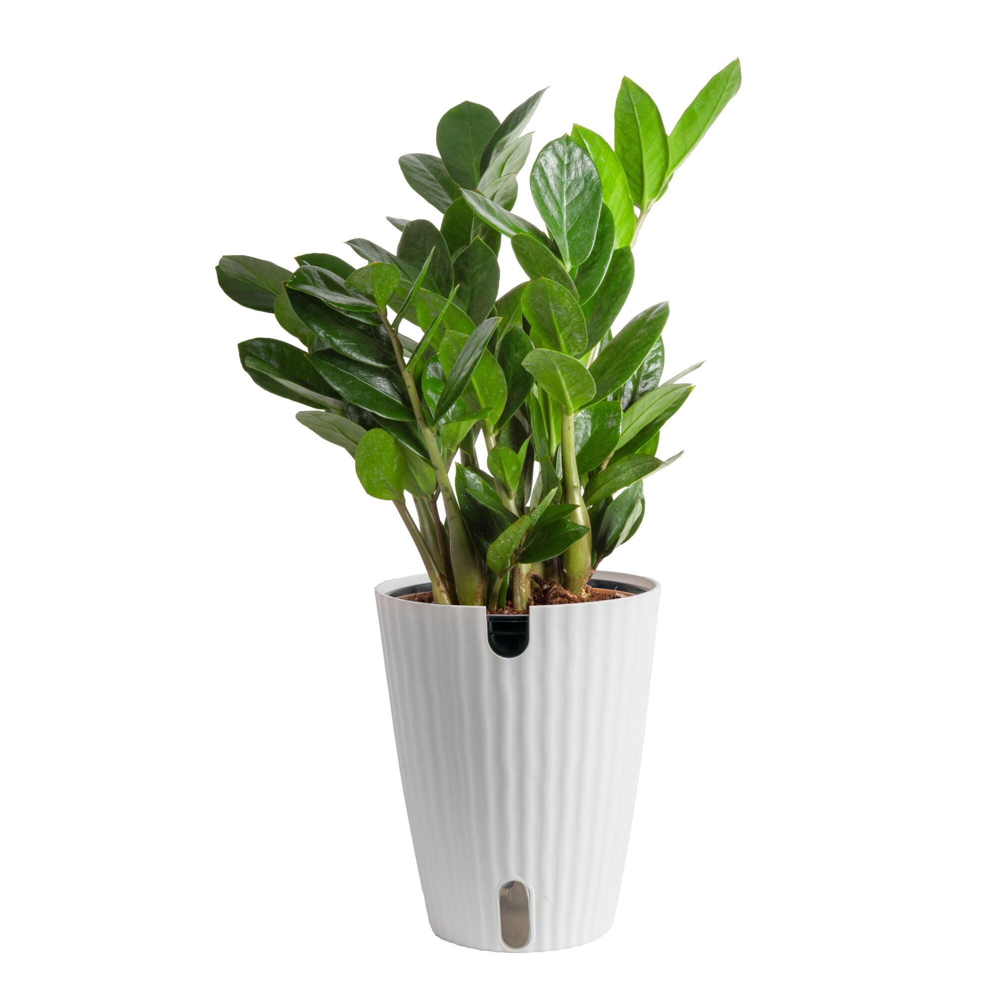 Plants with Benefits by Costa Farms 12" ZZ Zamioculcas House Plant in 6" Self-Watering Pot