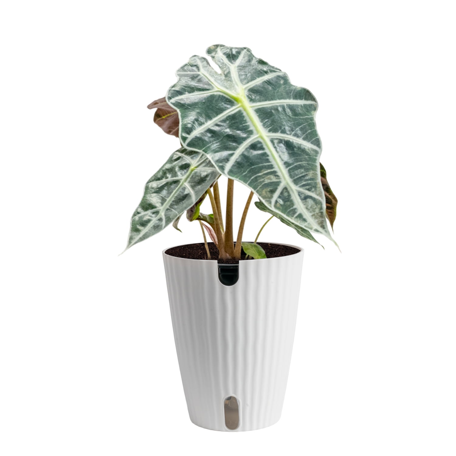 Plants with Benefits by Costa Farms 12" Premium Assorted Foliage House Plant in 6" Self-Watering Pot