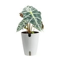 thumbnail image 1 of Plants with Benefits by Costa Farms 12" Premium Assorted Foliage House Plant in 6" Self-Watering Pot, 1 of 10