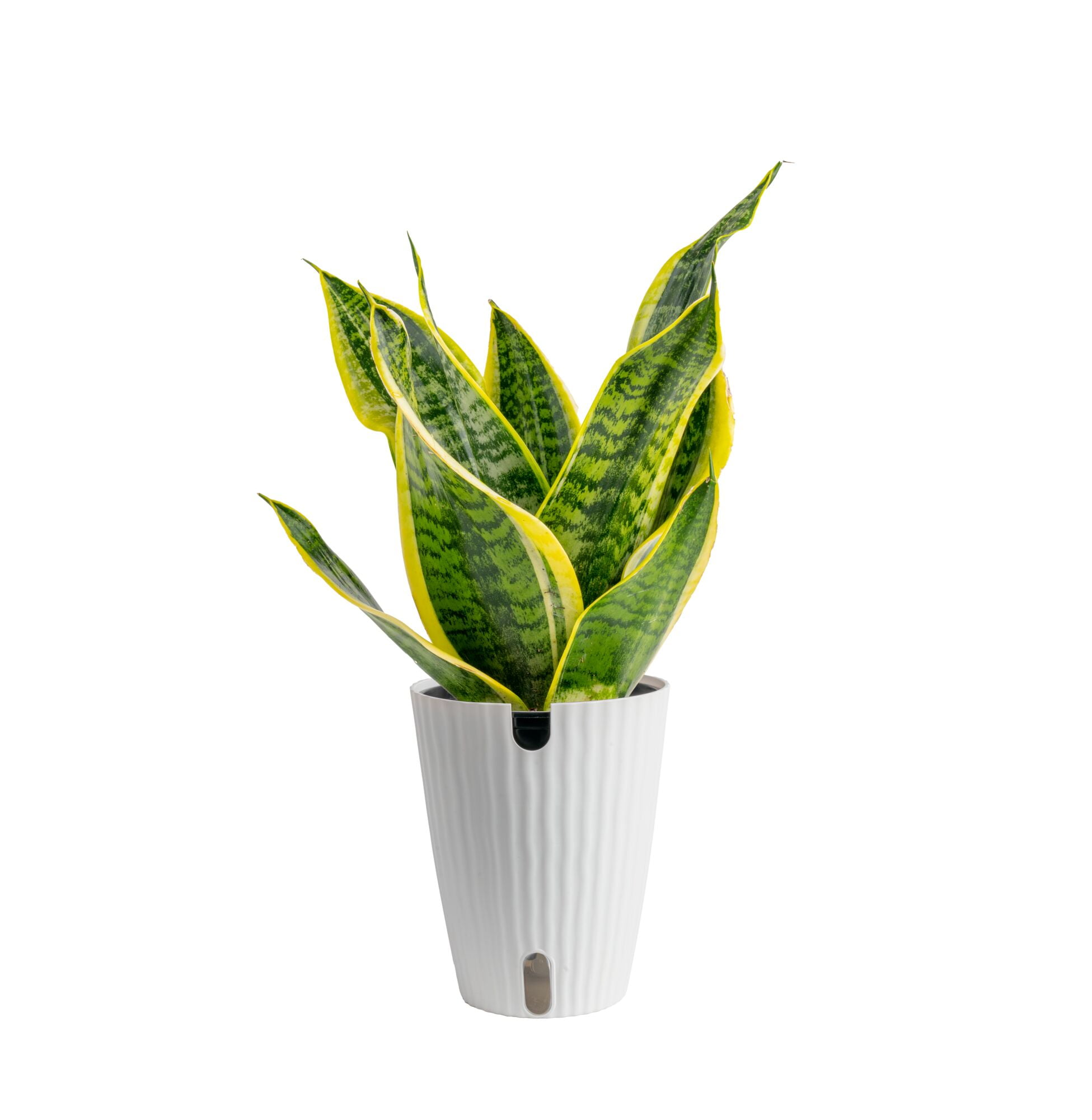 Plants with Benefits by Costa Farms 16" Sansevieria Superba House Plant in 6" Self-Watering Pot