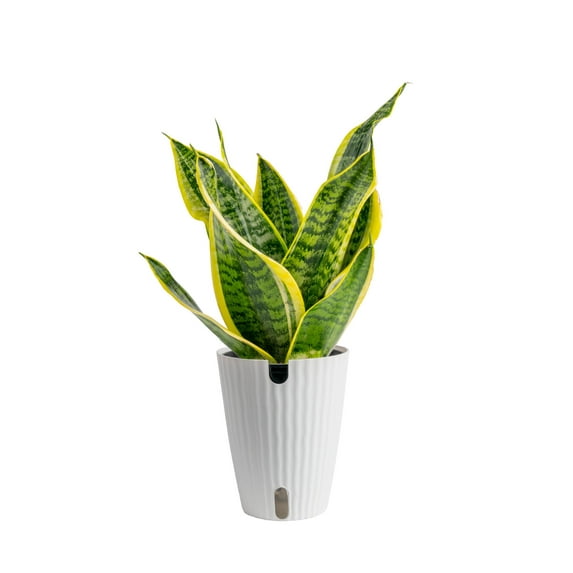 Plants with Benefits by Costa Farms 16" Sansevieria Superba House Plant in 6" Self-Watering Pot
