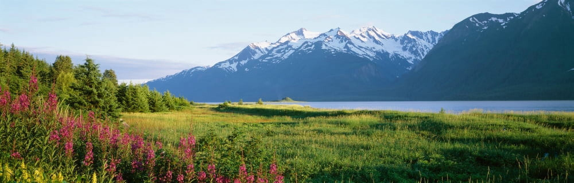 Plants with mountains in the background Chilkat Inlet Haines Alaska USA Canvas Art - Panoramic Images (27 x 9)