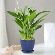 Plastic Plant Pots With Saucers Drains Holes Modern Flower Pots, Indoor Outdoor anyM Planters For Herbs Cactus Small Plants Decorative Gardening Containers Home Office Use