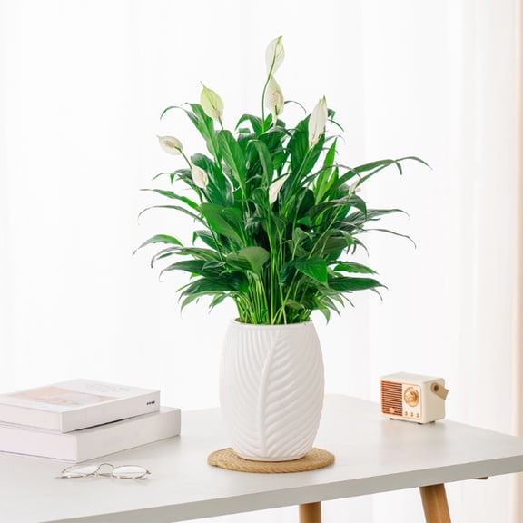 Plastic Self Watering Flower Pot with Leaf Shape Design - Automatic Plants Watering Pot for Indoor Desktop Balcony - Thickened Planter for Succulents Herbs Small Flowers - 8 x 4.9 Inch | 1 Pack