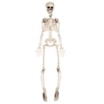 thumbnail image 1 of Plastic Skeleton, 1 of 1