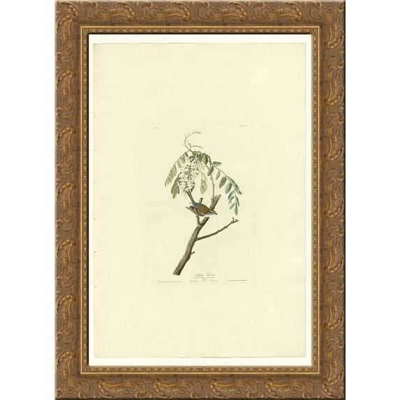 Plate 104 Chipping Sparrow 24x18 Gold Ornate Wood Framed Canvas Art by John James Audubon