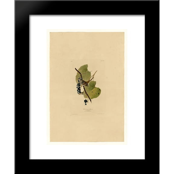 Plate 114 White-crowned Sparrow 20x24 Framed Art Print by John James Audubon