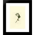thumbnail image 1 of Plate 119 Yellow-throated Vireo 20x24 Framed Art Print by John James Audubon, 1 of 2