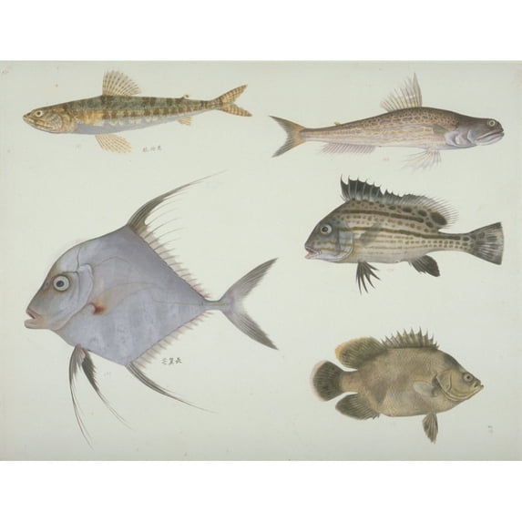 Plate 121 From The John Reeves Collection Poster Print By Mary Evans Natural History Museum