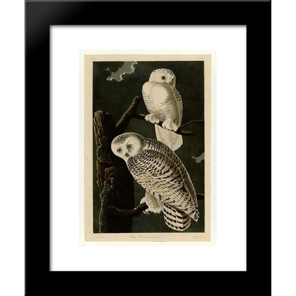 Plate 121 Snowy Owl 20x24 Framed Art Print by John James Audubon