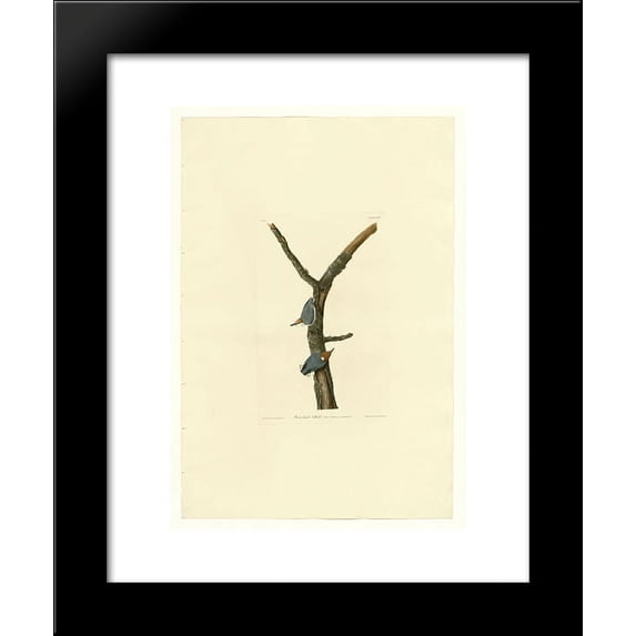 Plate 125 Brown-headed Nuthatch 20x24 Framed Art Print by John James Audubon