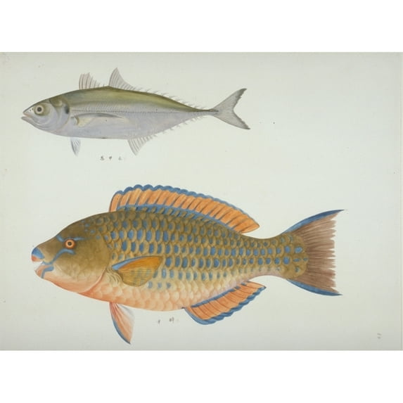 Plate 127 From The John Reeves Collection Poster Print By Mary Evans Natural History Museum