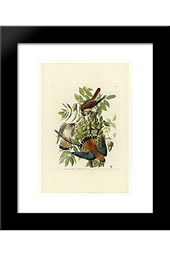 Plate 142 American Sparrow Hawk 20x24 Framed Art Print by John James Audubon