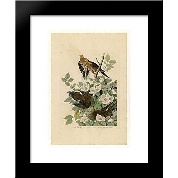 Plate 17. Carolina Turtle Dove 20x24 Framed Art Print by John James Audubon