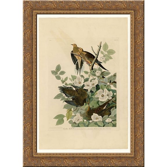 Plate 17. Carolina Turtle Dove 24x18 Gold Ornate Wood Framed Canvas Art by John James Audubon