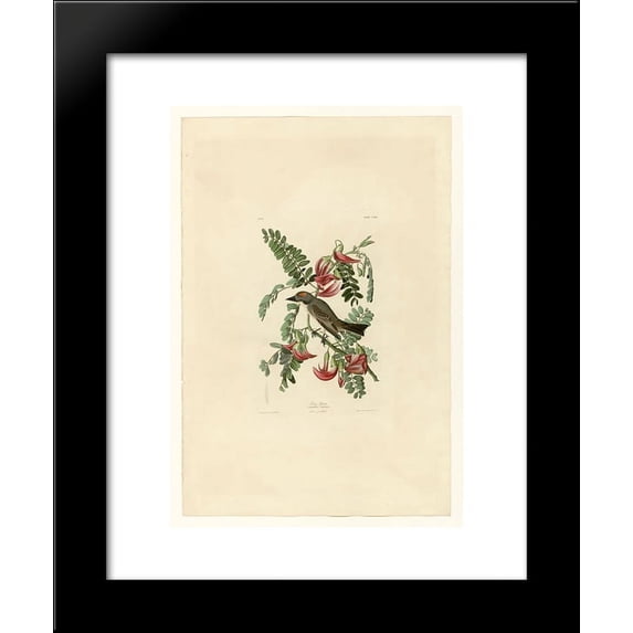 Plate 170 Gray Tyrant 20x24 Framed Art Print by John James Audubon
